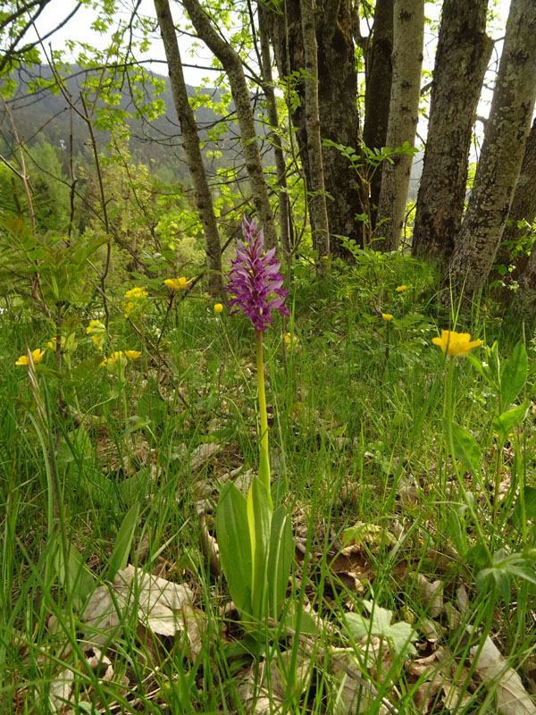 tutte Orchis militaris ?.....s !